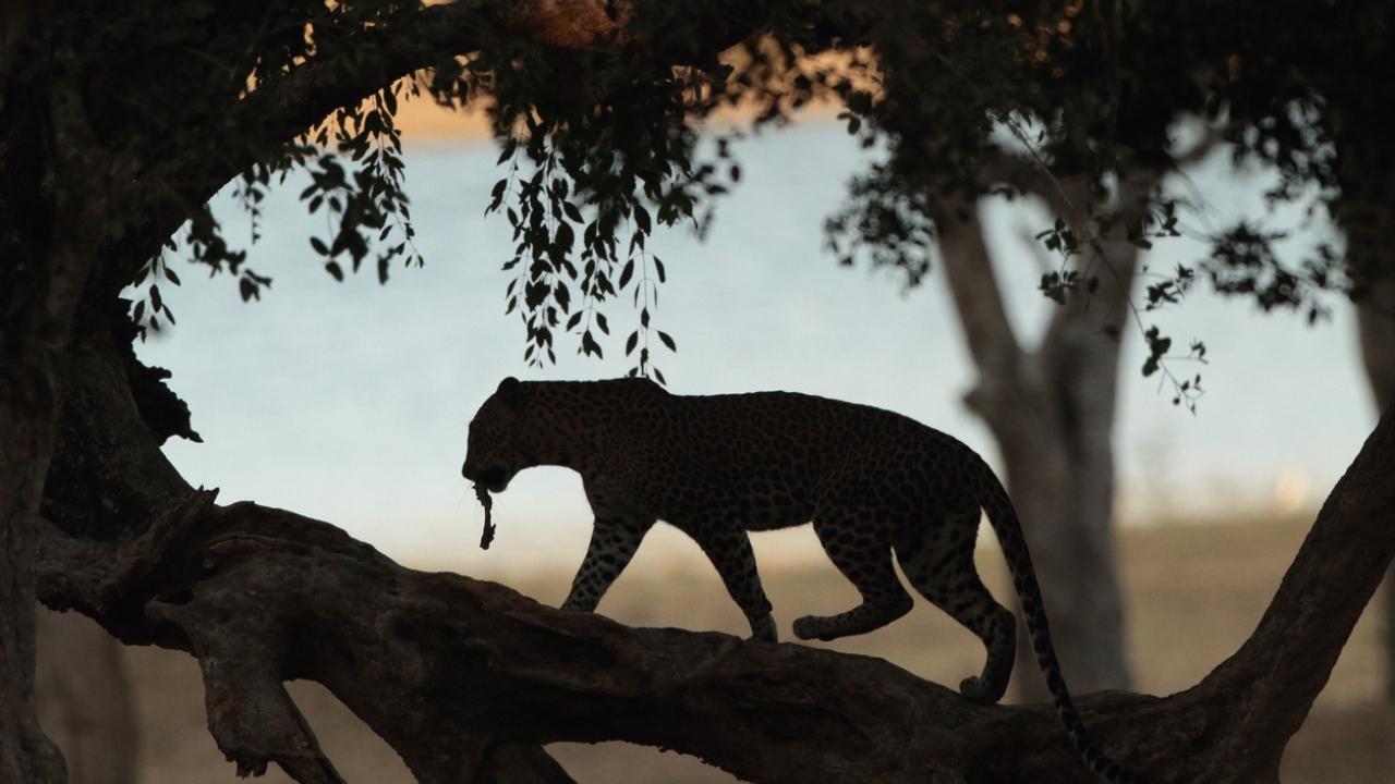 Mumbai: Toddler attacked, killed by leopard at Aarey colony